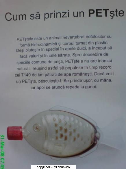 am gasit-o inntr-un camping intre mamaia si pescarii stiu de ce petstele